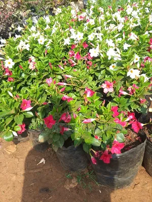 Mandeville/Dipladenia Flowers