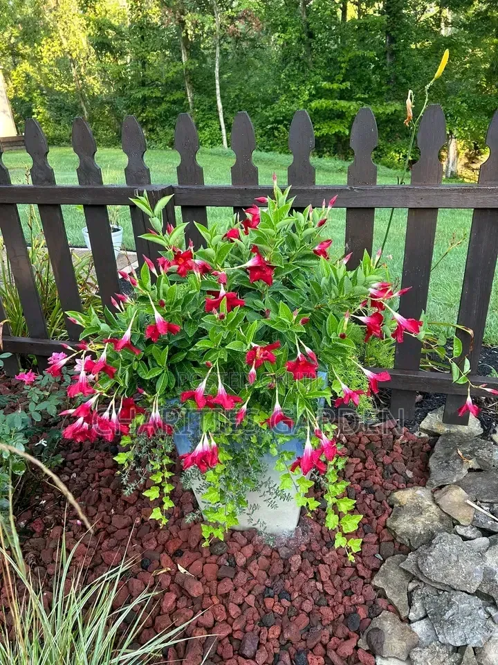 Mandeville/Dipladenia Flowers