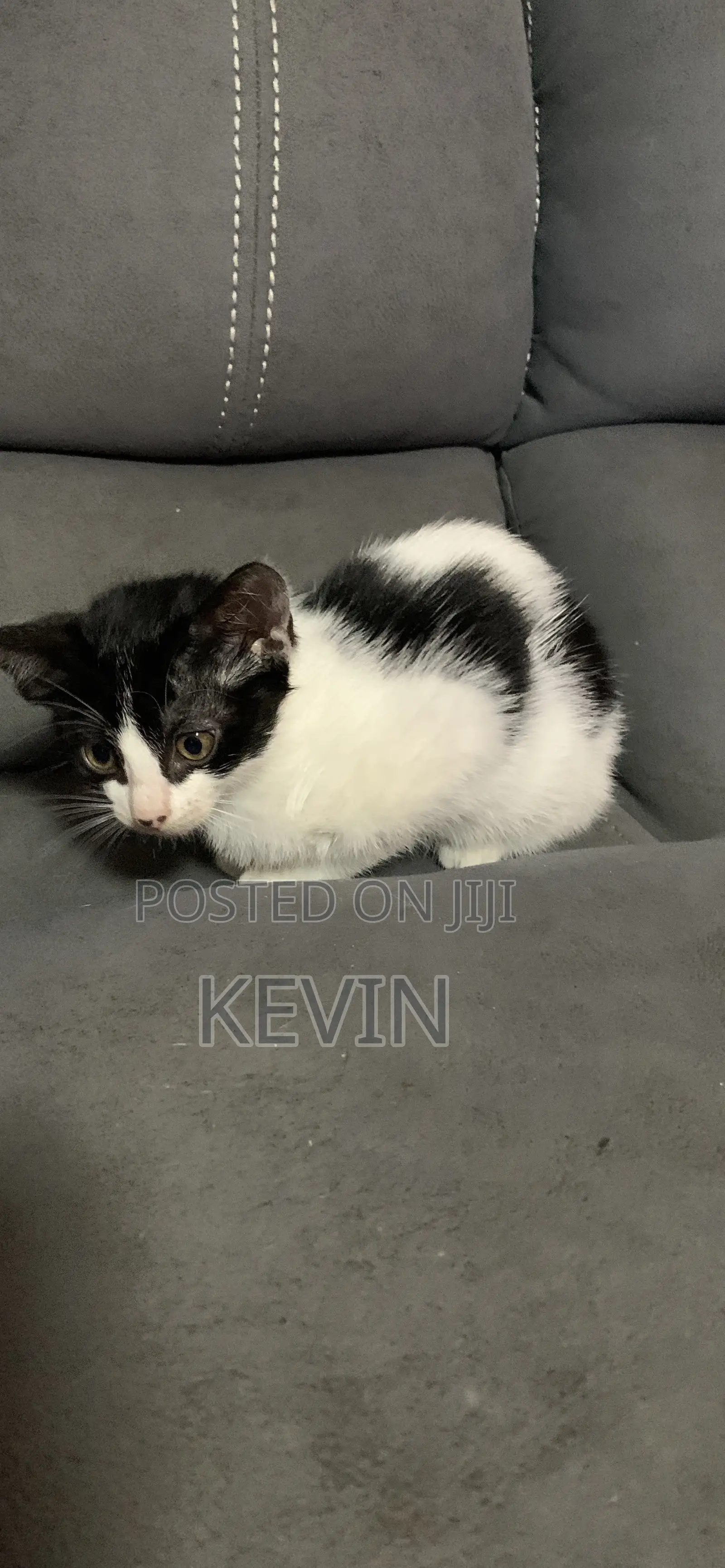 1-3 months Female Mixed Breed Tabby