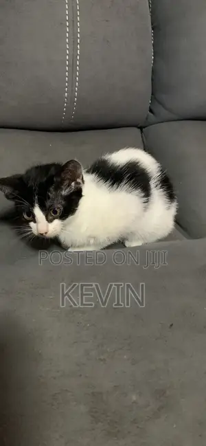 1-3 months Female Mixed Breed Tabby