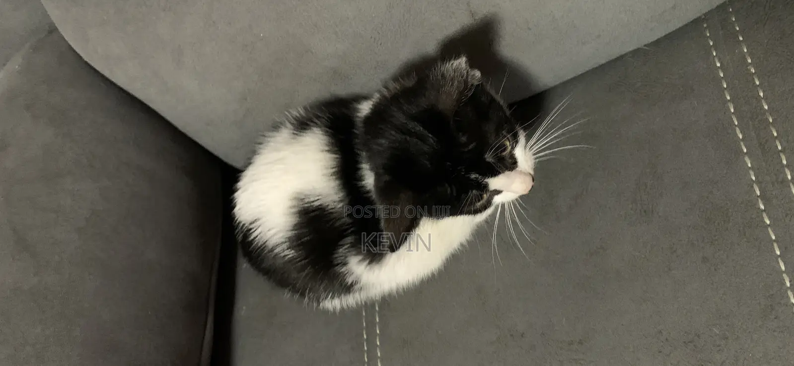 1-3 months Female Mixed Breed Tabby