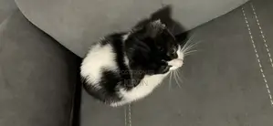 1-3 months Female Mixed Breed Tabby