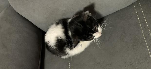 1-3 months Female Mixed Breed Tabby