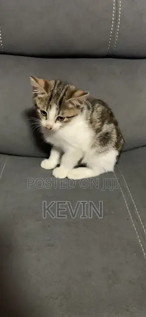 1-3 months Female Mixed Breed Tabby
