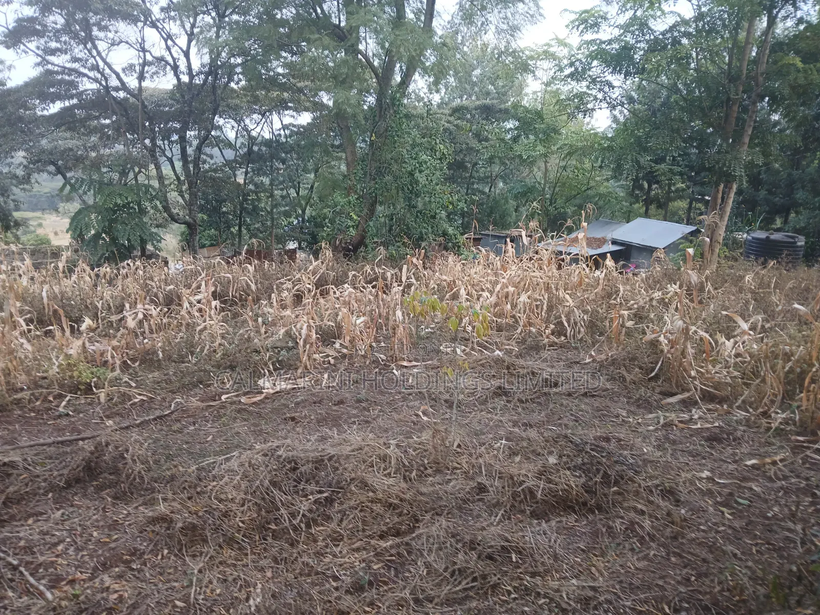 Distress Sale! Prime Redsoil Half Acre in Olkeri, Ngong at Kes 9.2M