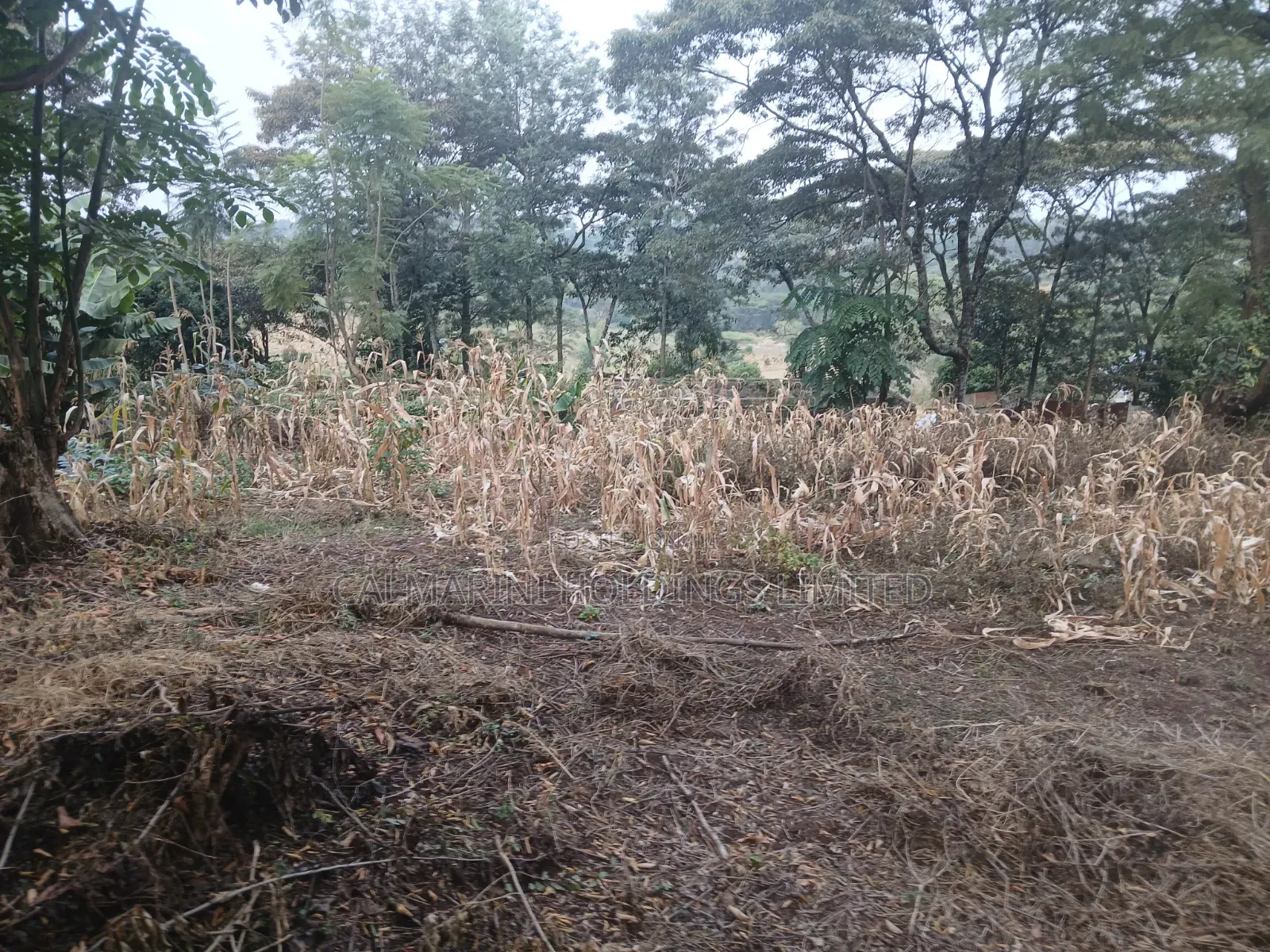 Distress Sale! Prime Redsoil Half Acre in Olkeri, Ngong at Kes 9.2M
