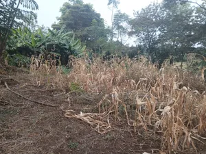 Distress Sale! Prime Redsoil Half Acre in Olkeri, Ngong at Kes 9.2M