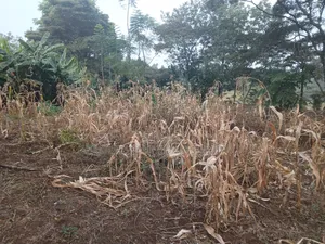 Distress Sale! Prime Redsoil Half Acre in Olkeri, Ngong at Kes 9.2M