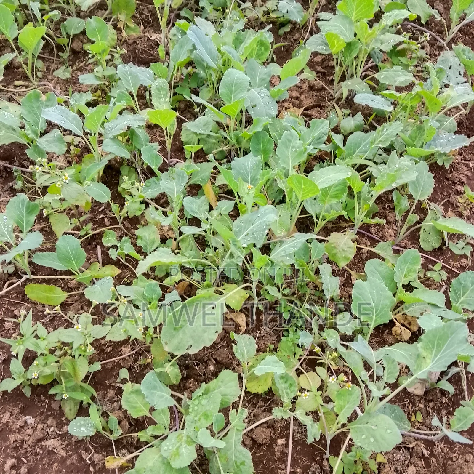 Vegetable Seedlings