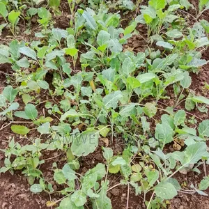 Vegetable Seedlings