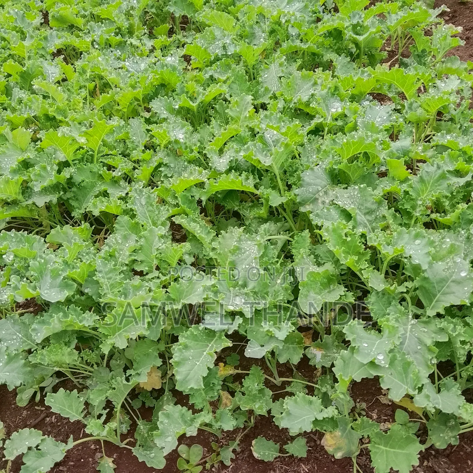 Vegetable Seedlings
