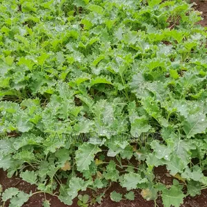 Vegetable Seedlings