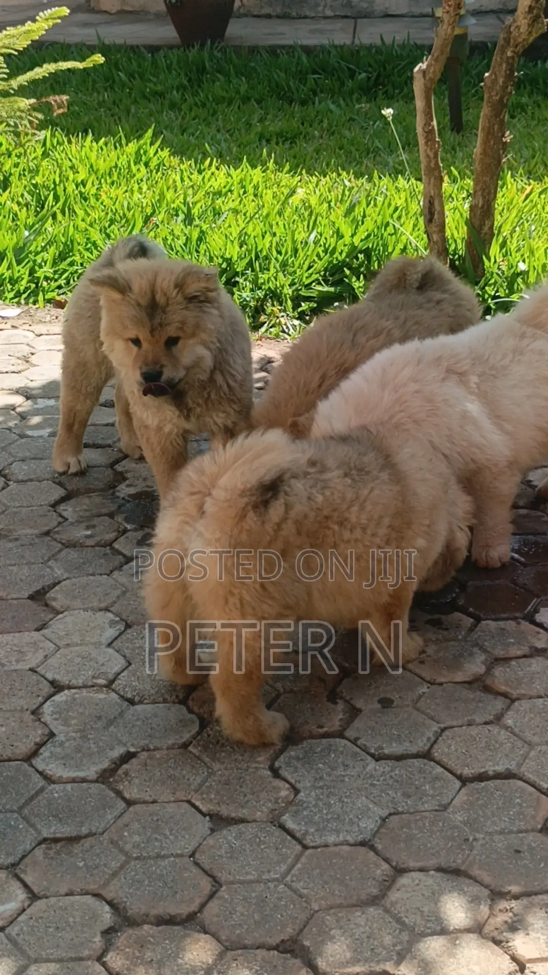 0-1 month Male Purebred Chow Chow