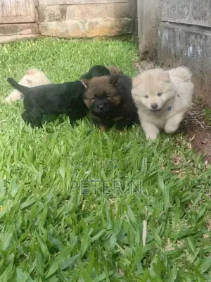 0-1 month Male Purebred Chow Chow