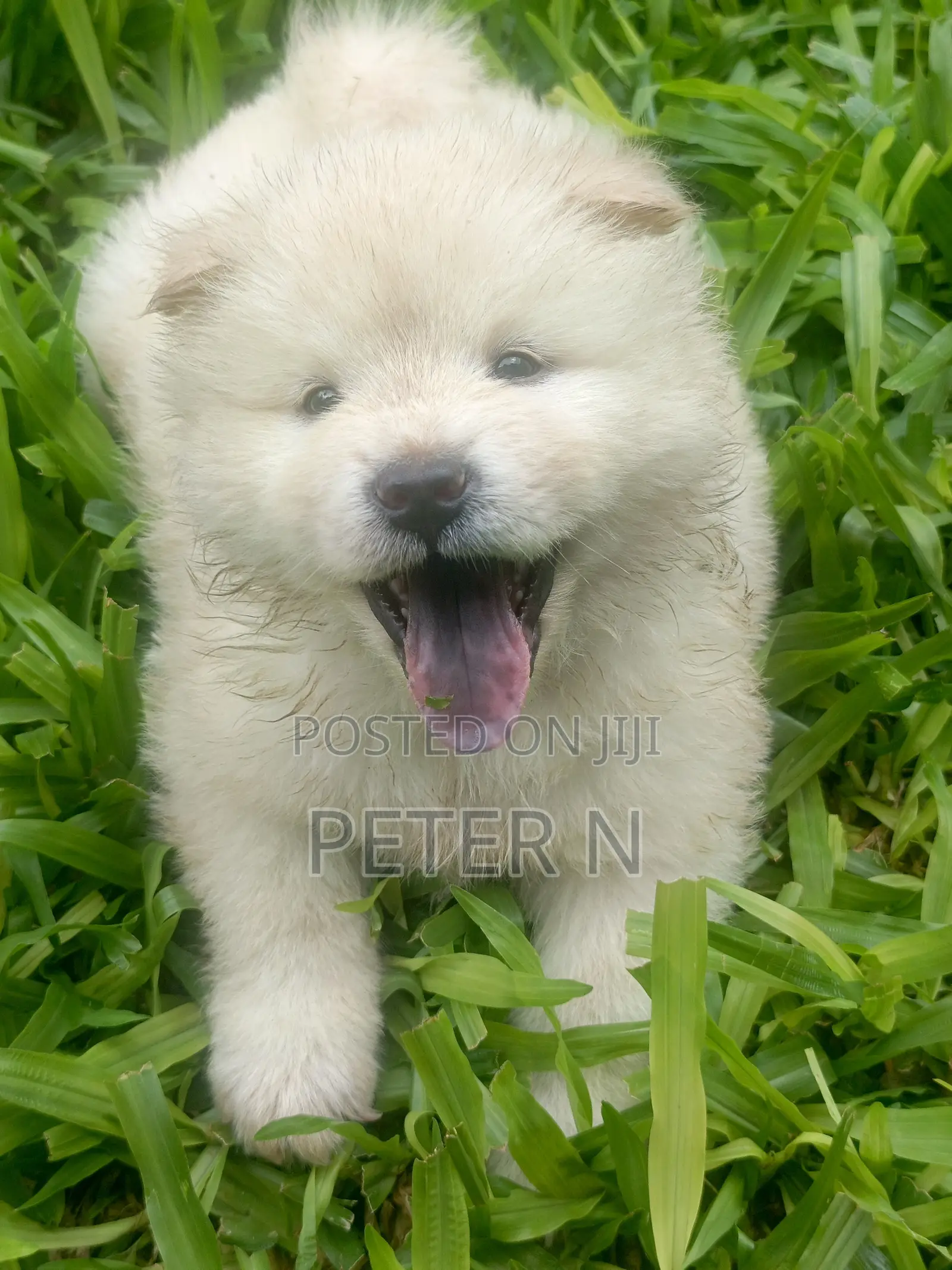 0-1 month Male Purebred Chow Chow