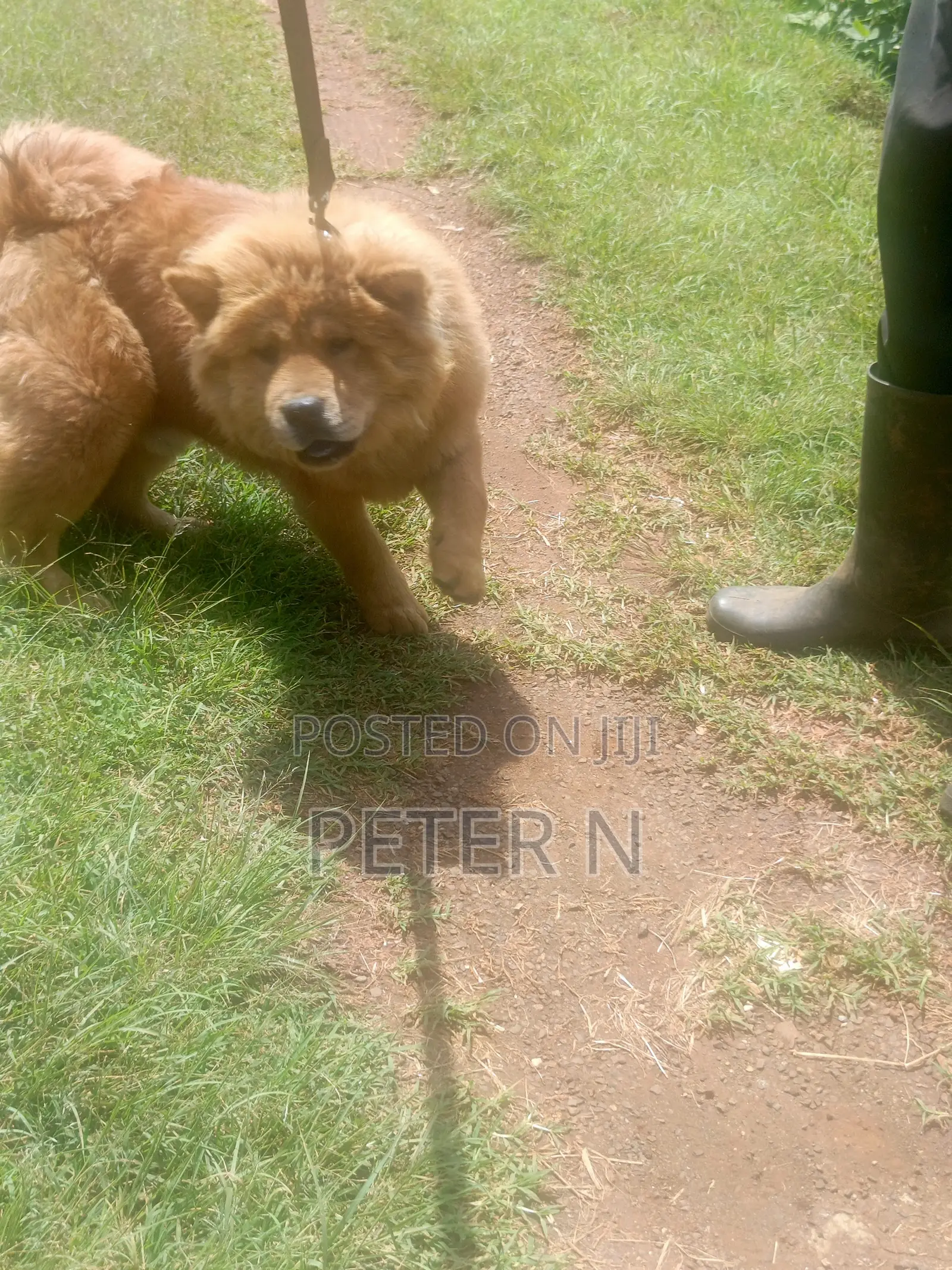 0-1 month Male Purebred Chow Chow