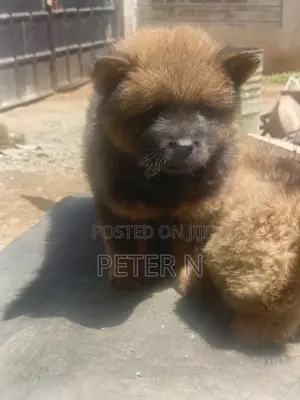 0-1 month Male Purebred Chow Chow