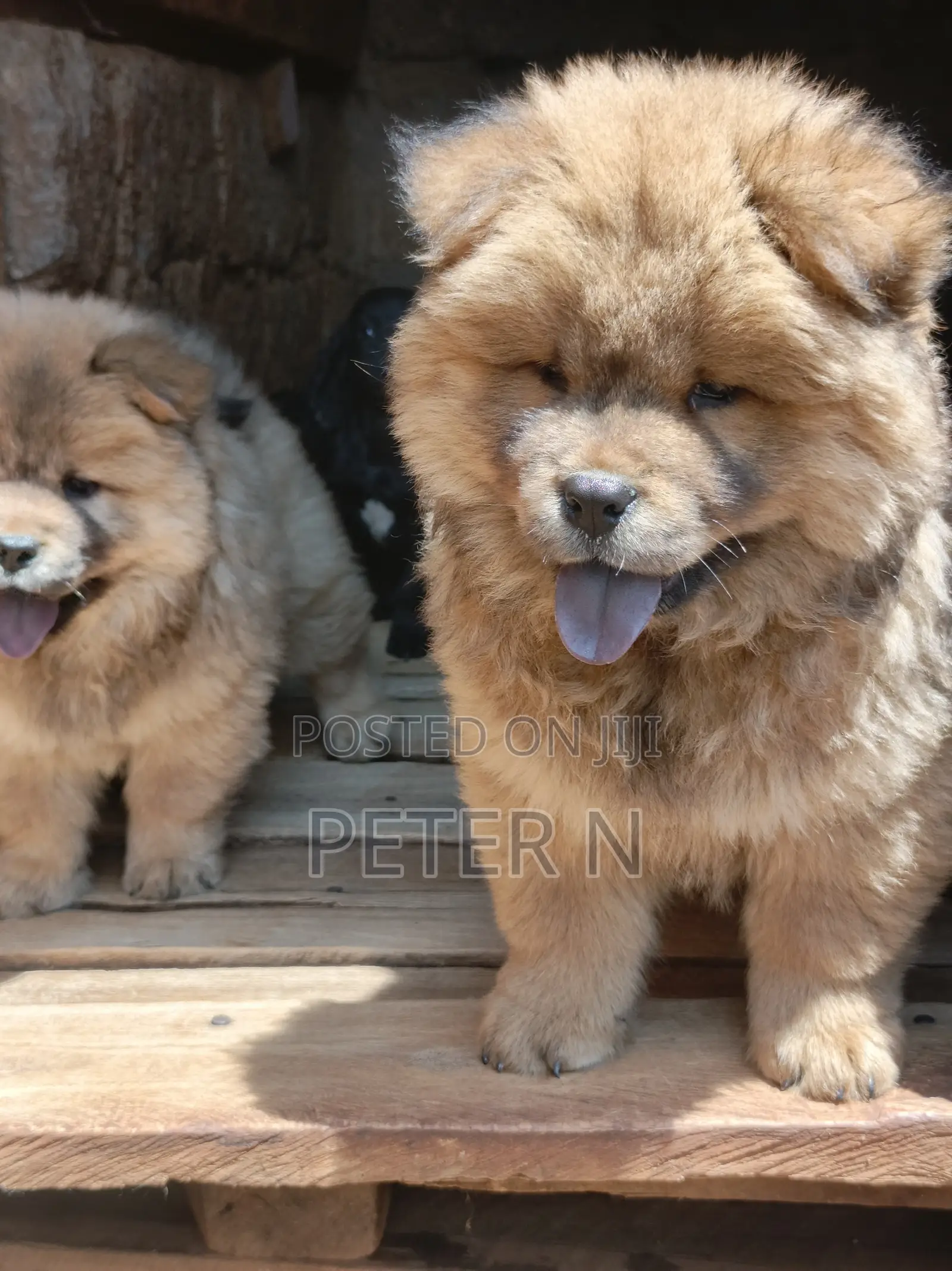 0-1 month Male Purebred Chow Chow