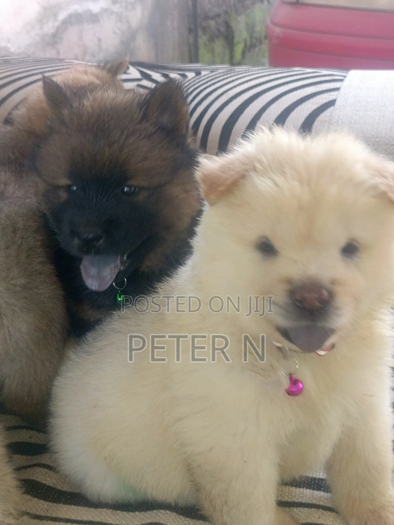 0-1 month Male Purebred Chow Chow
