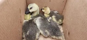 African Goslings