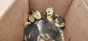African Goslings