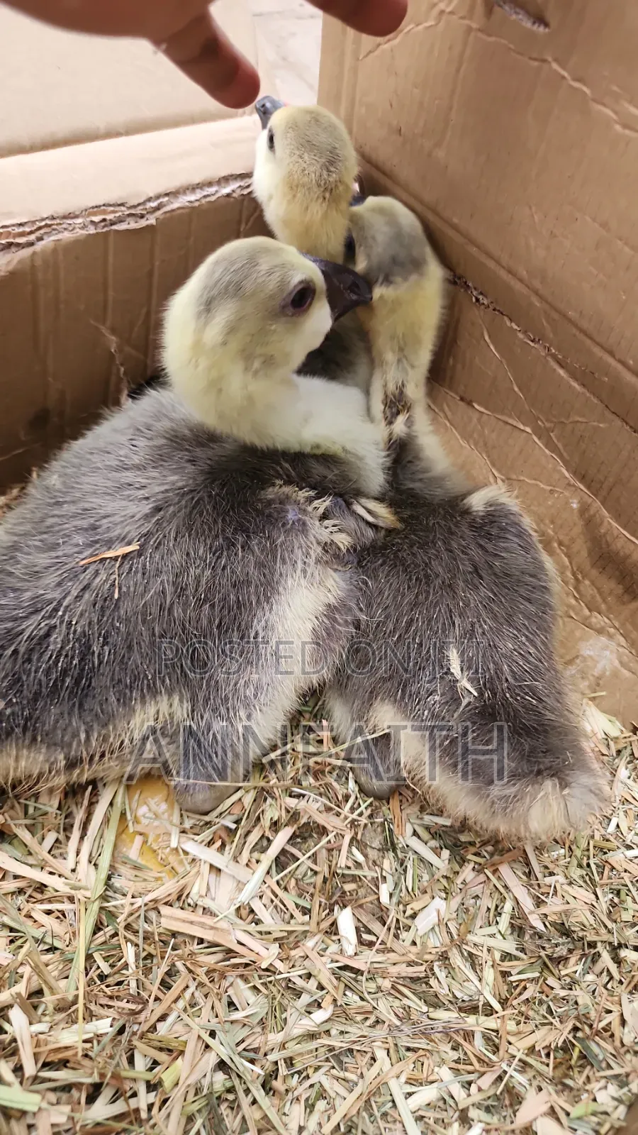 African Goslings