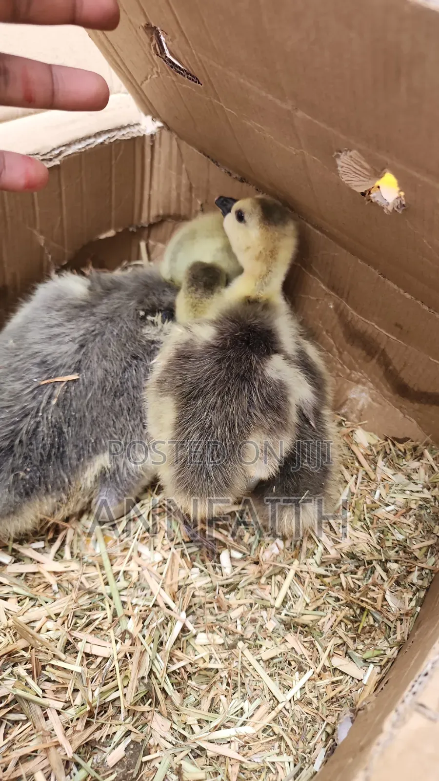 African Goslings