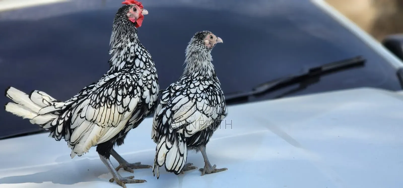 Sebright Chicken