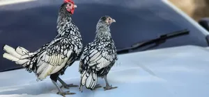 Sebright Chicken