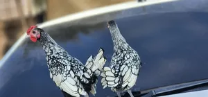 Sebright Chicken