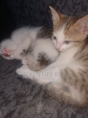 1-3 months Female Mixed Breed American Shorthair