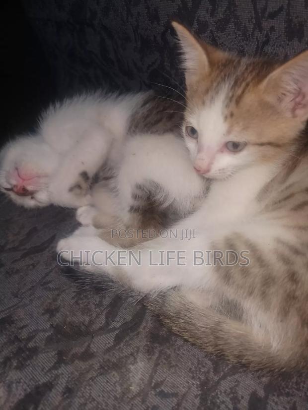 1-3 months Female Mixed Breed American Shorthair