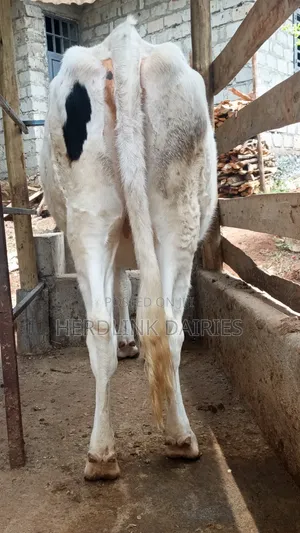 3.5 Months Incalf Holstein Heifer