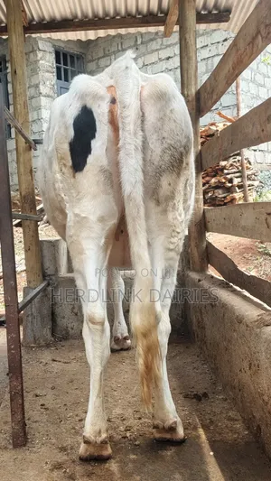 3.5 Months Incalf Holstein Heifer
