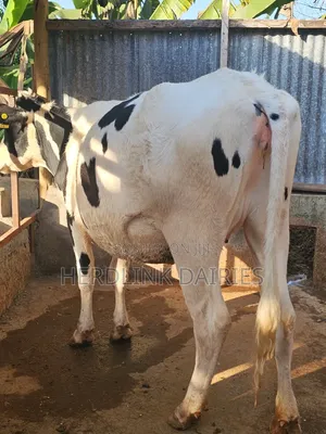 3.5 Months Incalf Holstein Heifer