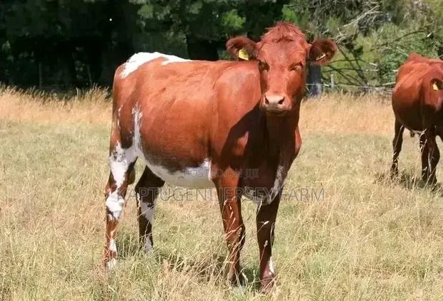 Dairy Cows