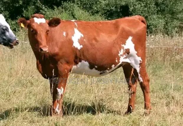 Dairy Cows - thumbnail 2