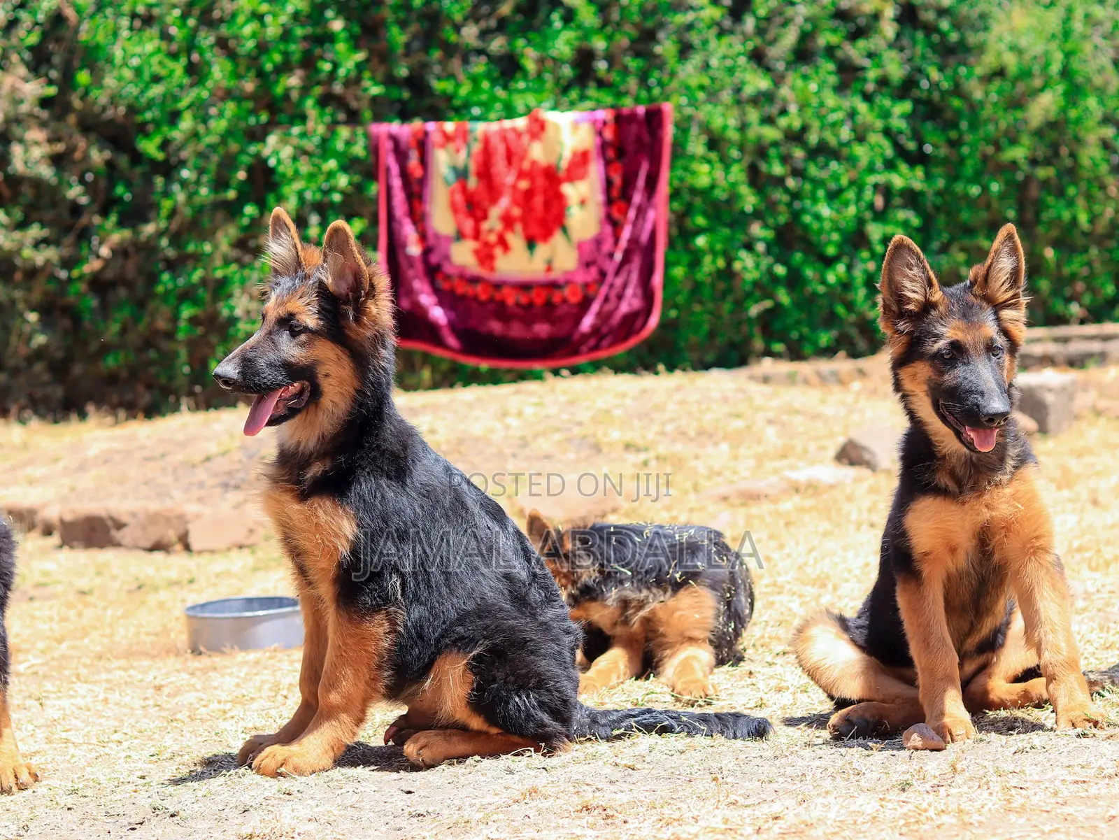 3-6 months Female Purebred German Shepherd