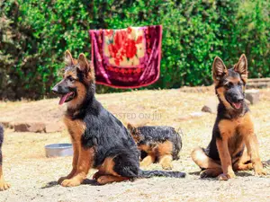 3-6 months Female Purebred German Shepherd