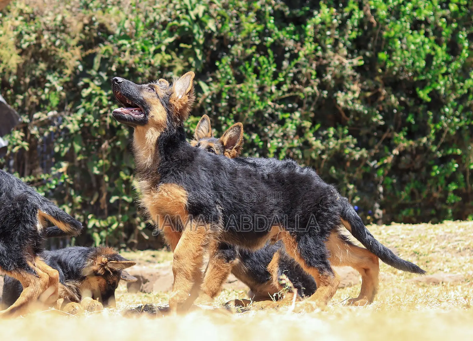 3-6 months Female Purebred German Shepherd