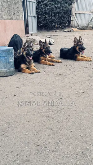 3-6 months Female Purebred German Shepherd