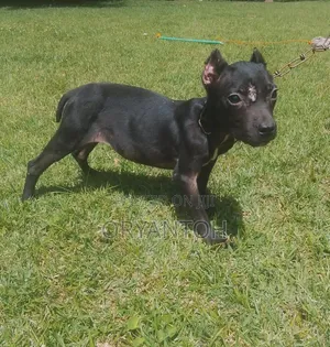 3-6 months Female Purebred American Pit Bull Terrier