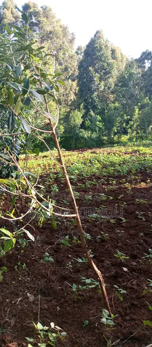50x100 Plot for Sale in Kangodo, Dagorretti, Nairobu County