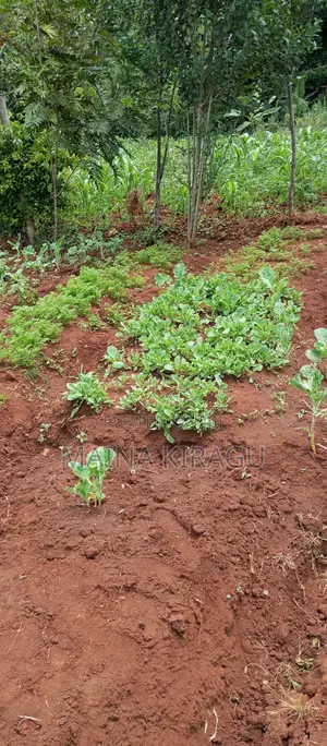 50x100 Plot for Sale in Kangodo, Dagorretti, Nairobu County