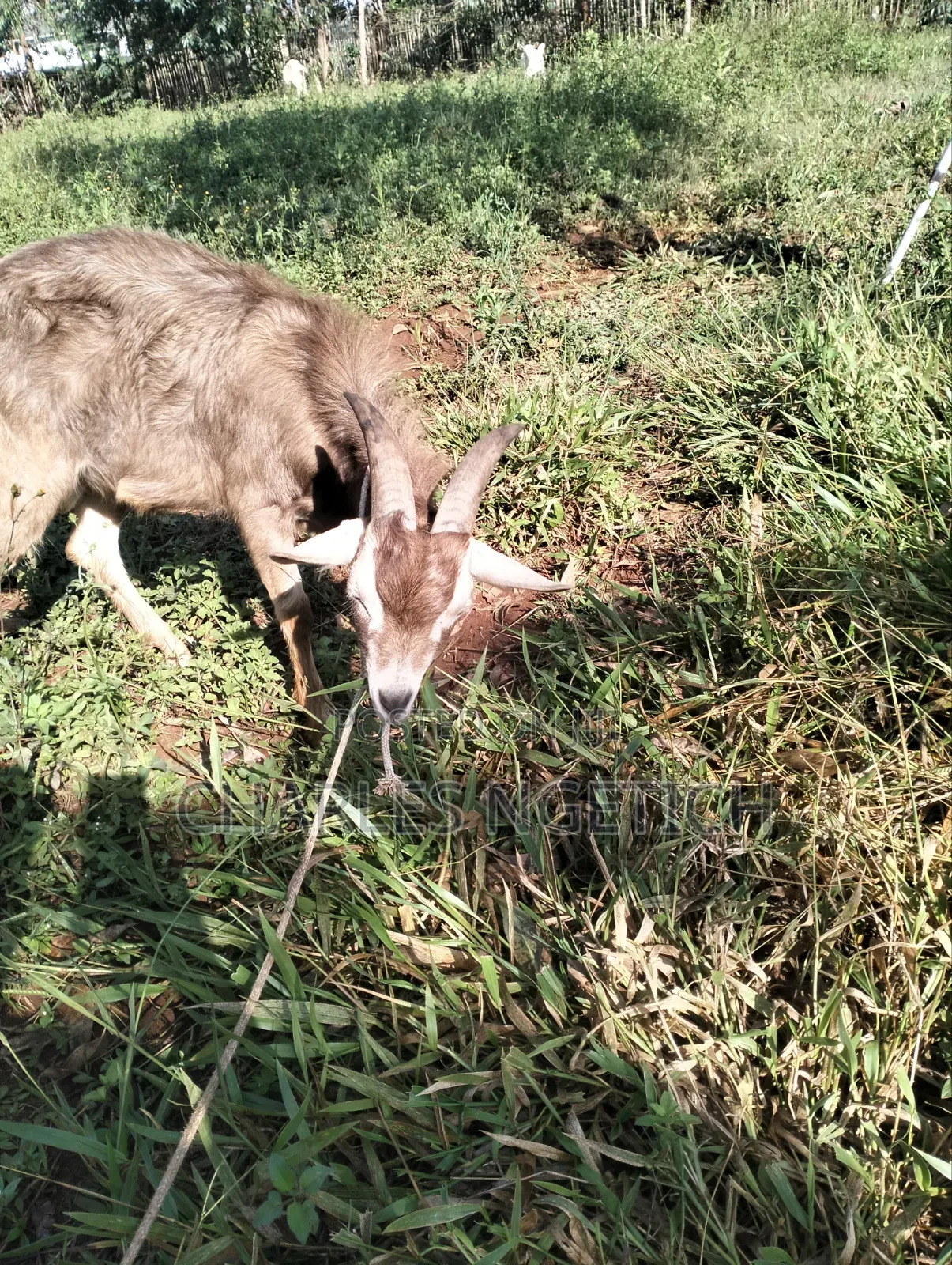 Dairy Goats