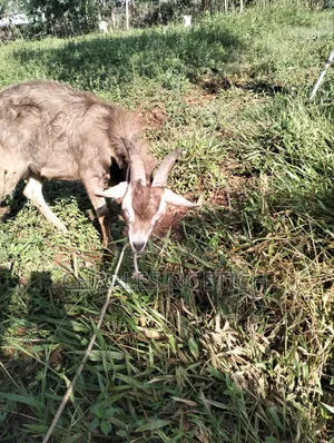 Dairy Goats