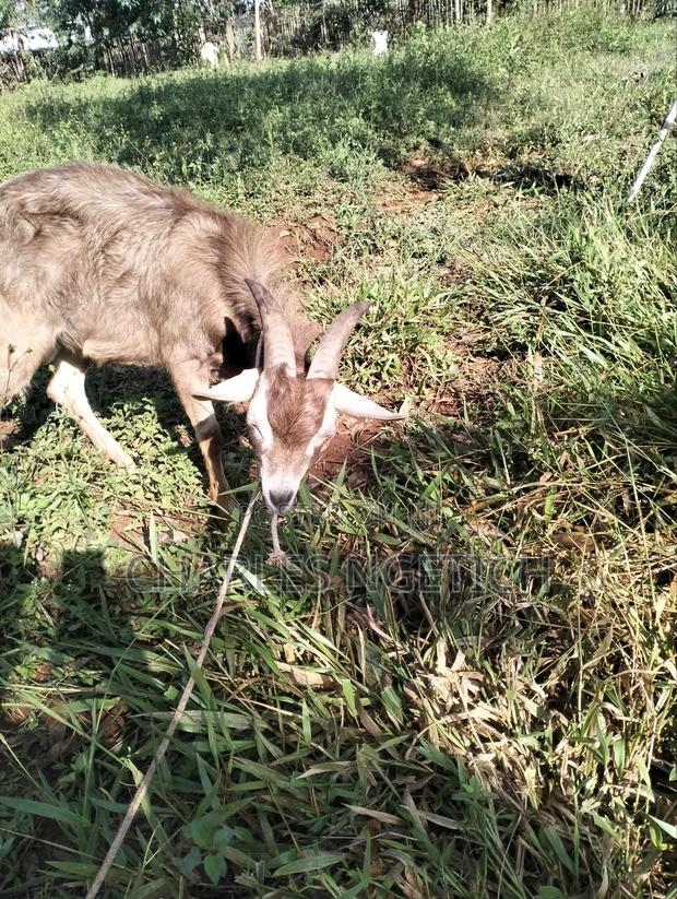 Dairy Goats - thumbnail 4