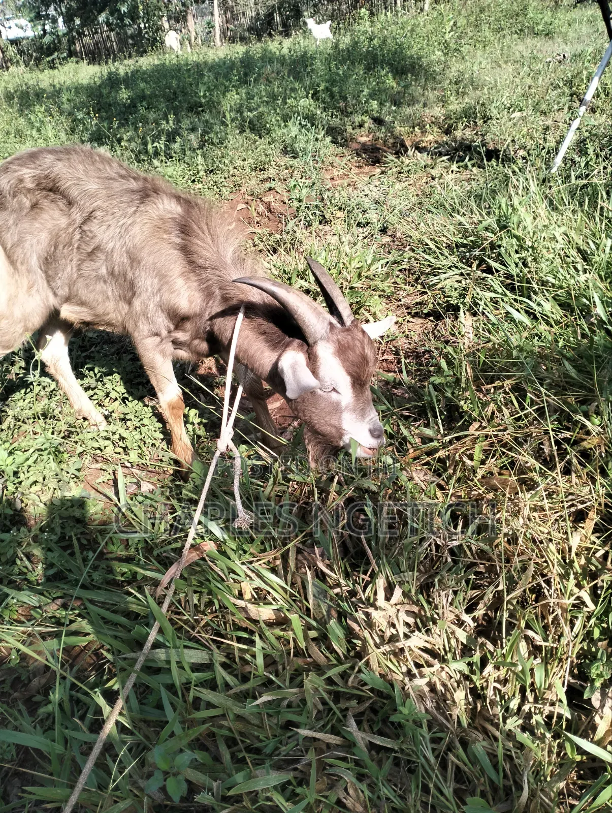 Dairy Goats