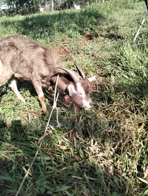 Dairy Goats