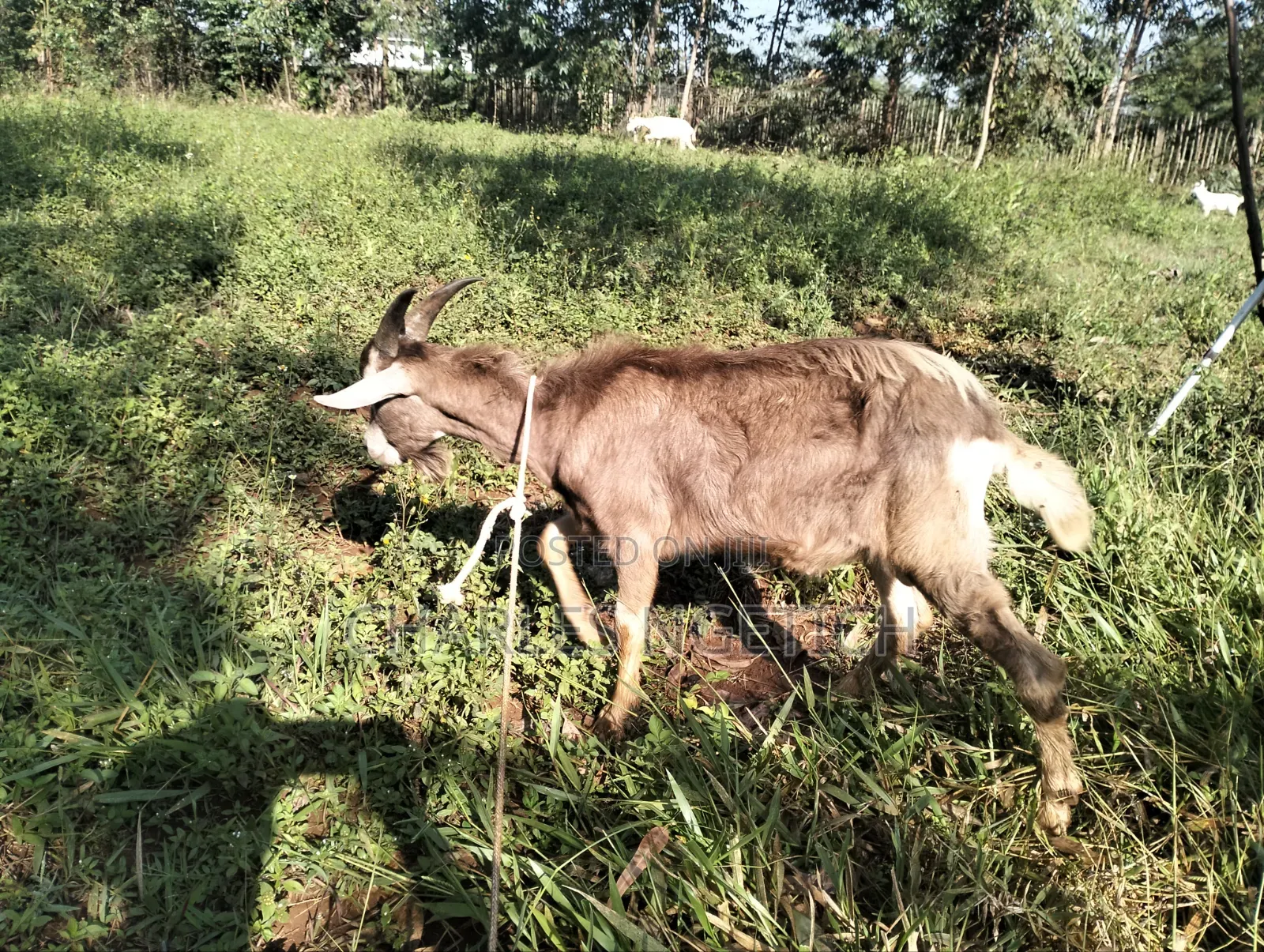 Dairy Goats